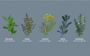 Seeds of Virtue Notecard & Seed Set - Herbs