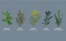 Load image into Gallery viewer, Seeds of Virtue Notecard &amp; Seed Set - Herbs
